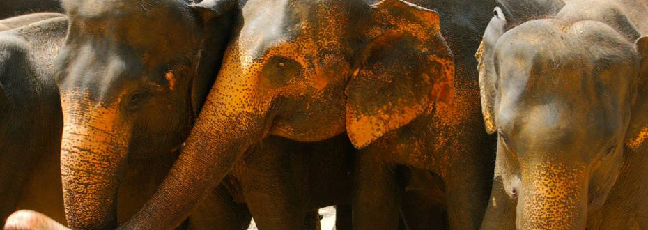 Faire un safari dans l’un des parcs nationaux sri lankais