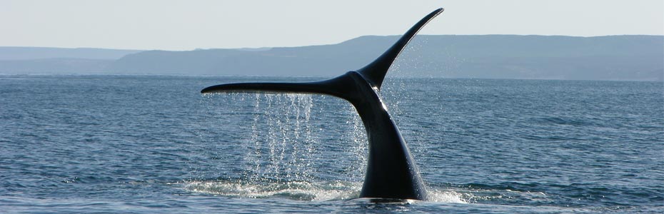 L'observation des baleines se fait toujours accompagné d'un guide expérimenté.