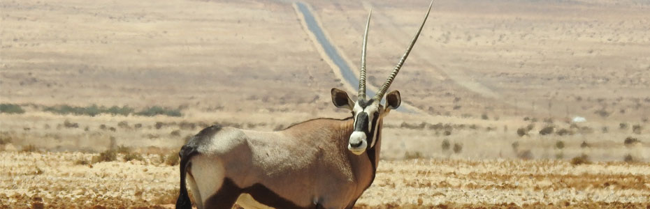 Un oryx, espèce facilement observable lors d'un safari en réserve privée.