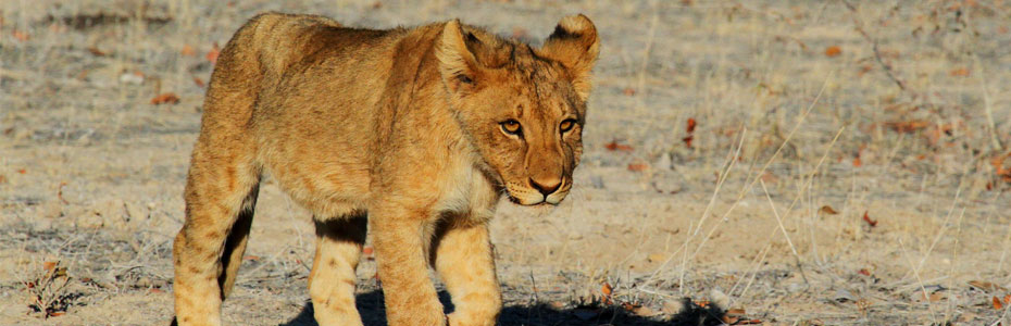 Lionceau a observer lors d'un safari en réserve privée.