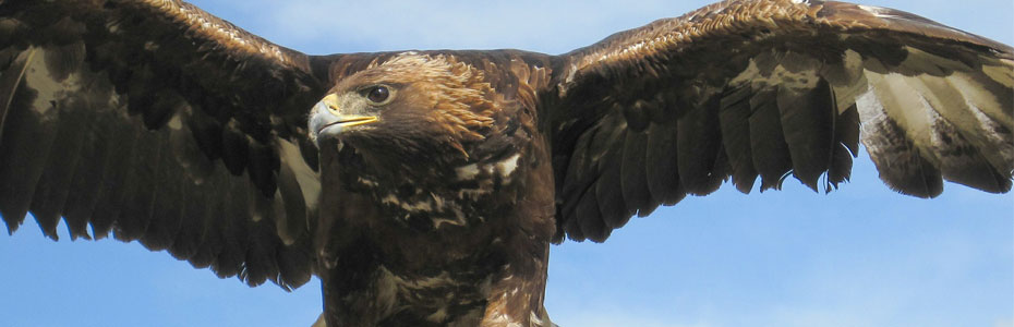 L'aigle, l'un des emblèmes de la Mongolie.