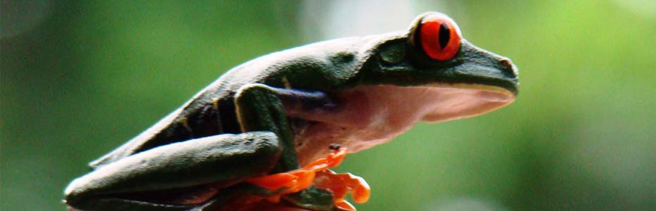 Observer les grenouilles est une activité incontournable lors d'un voyage en famille au Costa Rica.