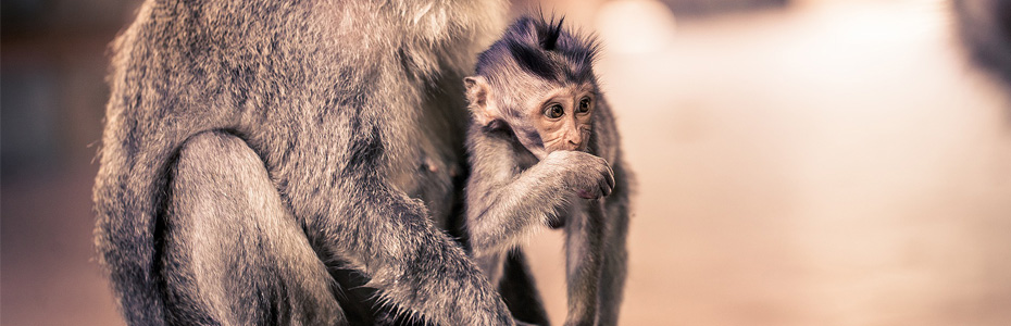 Les singes sont facilement observables en Indonésie.