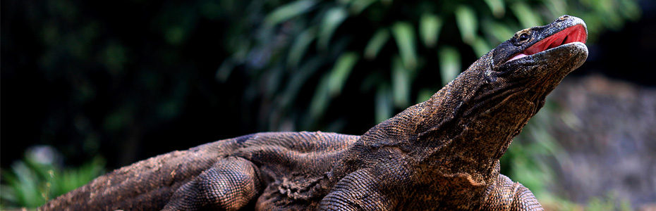 Les dragons de Komodo sont emblématiques de la faune indonésienne.