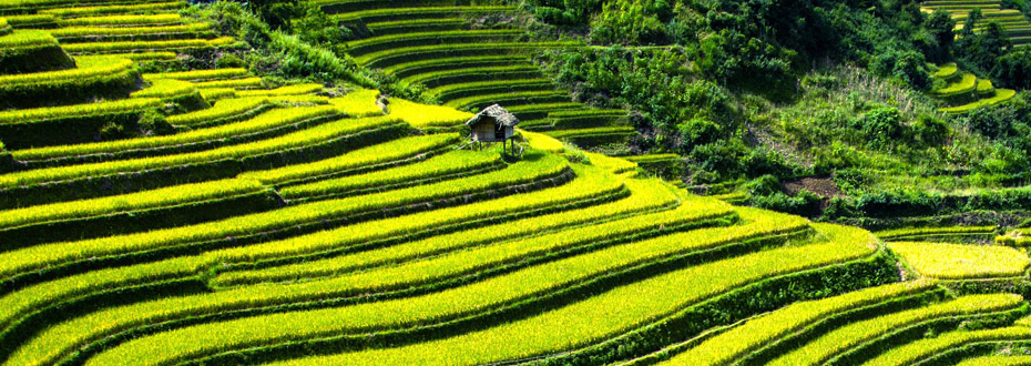 Culture de riz au Vietnam