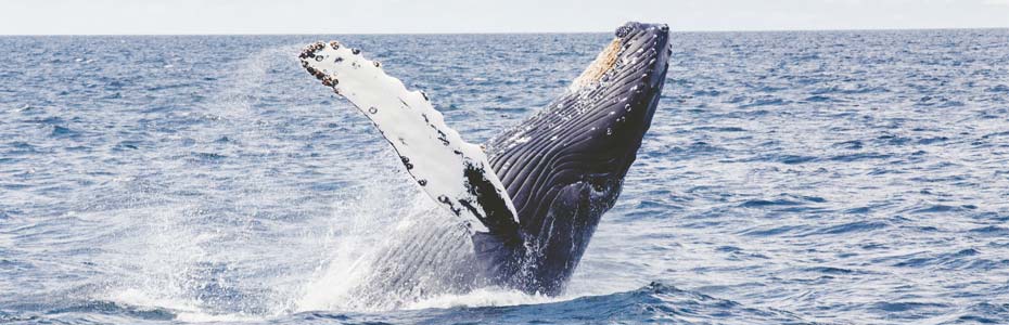 L'observation des baleines fait partie du top 5 des bonnes raisons de visiter le Costa Rica en basse saison.