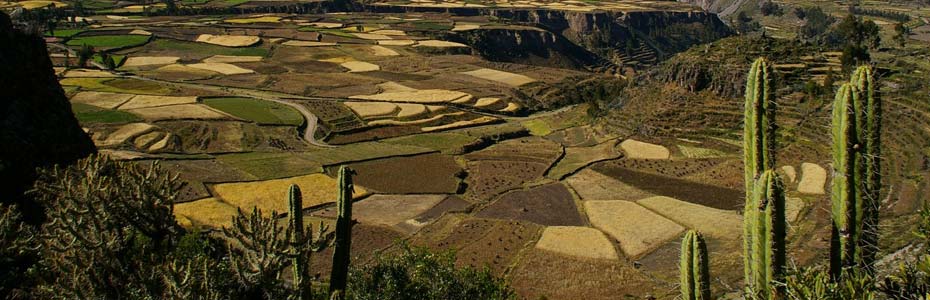 Visite du Canyon de Colca au Pérou