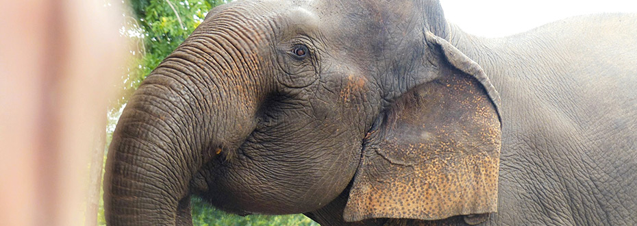 les éléphants en Thaïlande 