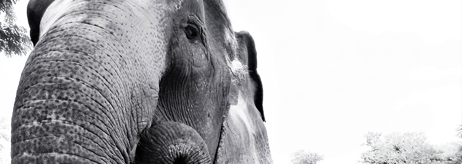 protéger les éléphants d'Asie