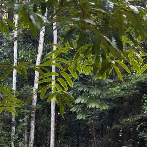 La ville de Manaus et son commerce de caoutchouc