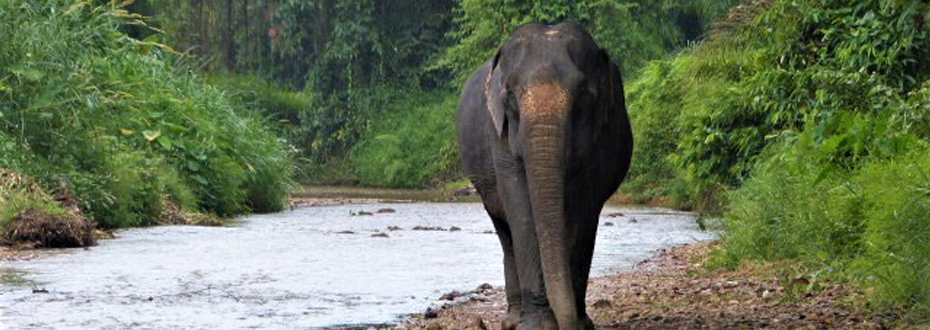profiter de moments privilégiés avec les éléphants en Thaïlande