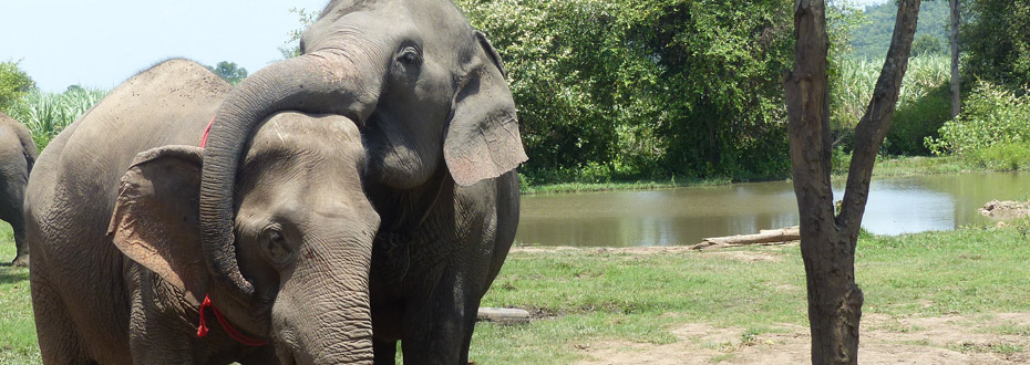 voir les éléphants en Thaïlande