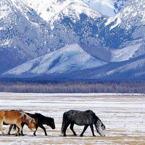 Partez pour le Nouvel An en Mongolie
