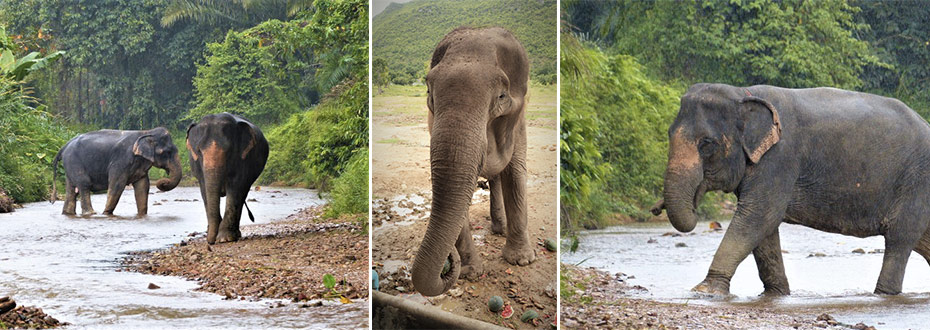 différences entre l'éléphant d'Asie et d'Afrique