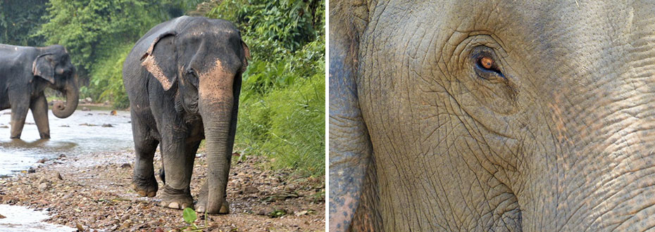 les éléphants de Thaïlande dans leur environnement naturel