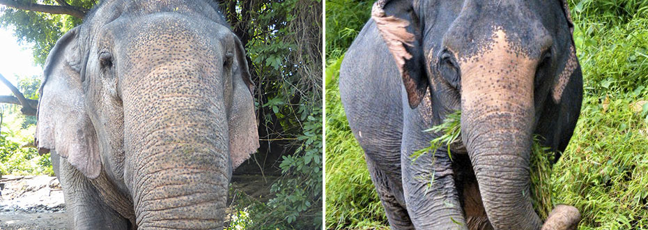 voyage à la découverte des éléphants de Thaïlande