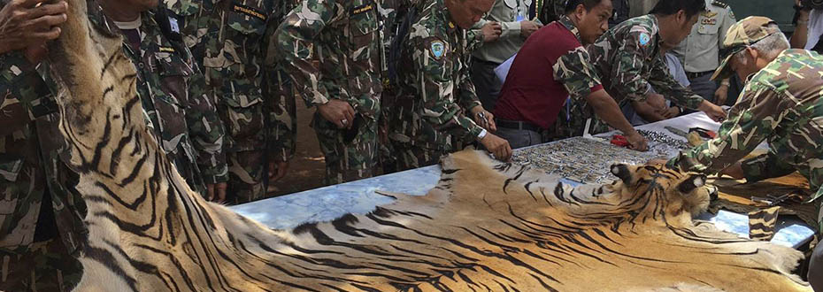Découvrir les temples aux tigres en Thaïlande