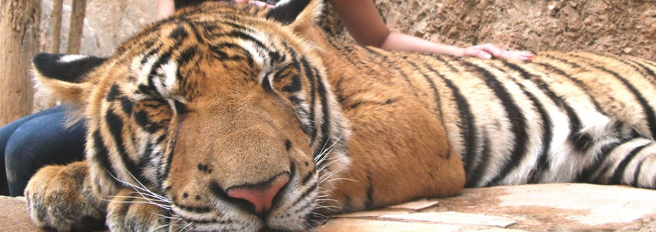 les temples aux tigres en Thaïlande