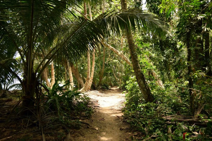 Heliconia-Amazonia-Turismo