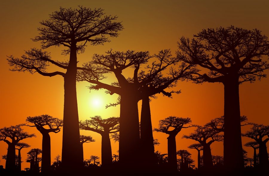madagascar afrique information agence locale voyage sur mesure
