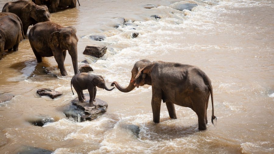 quel budget safari afrique tanzanie kenya afrique du sud namibie botswana